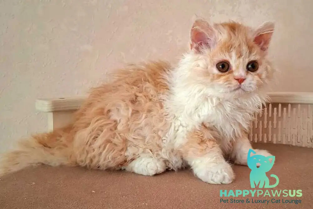 Platosha Selkirk Rex male red bicolour - live animals