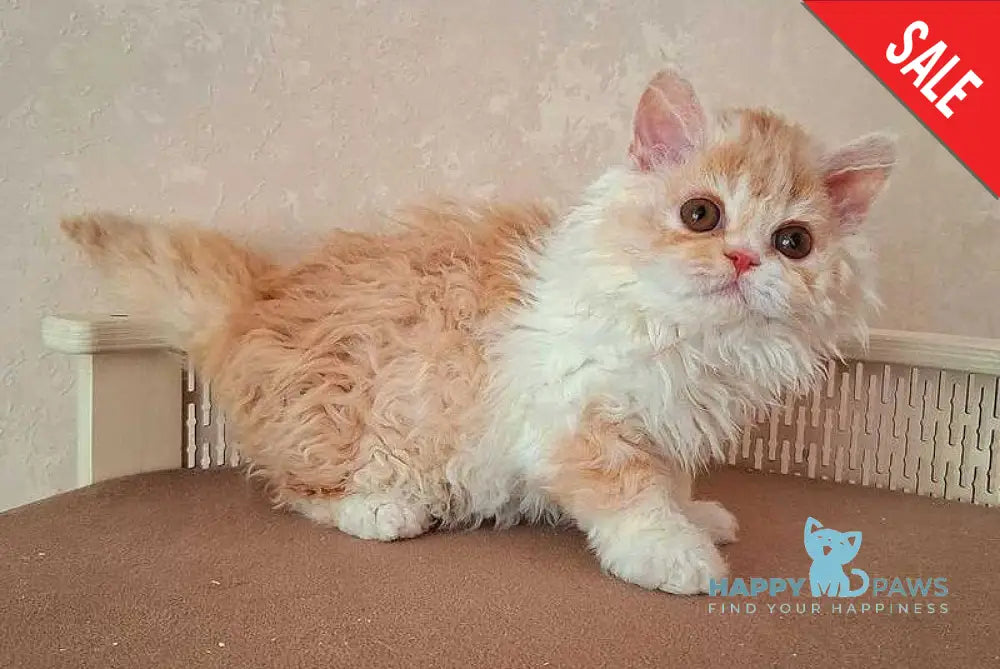 Platosha Selkirk Rex male red bicolour - live animals