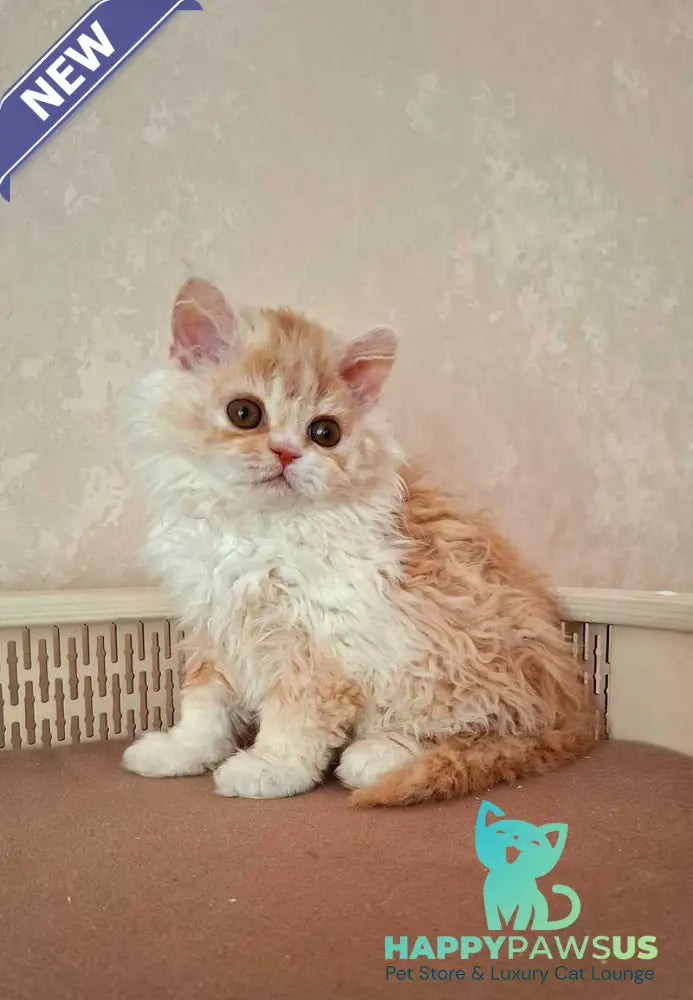 Platosha Selkirk Rex male red bicolour - live animals