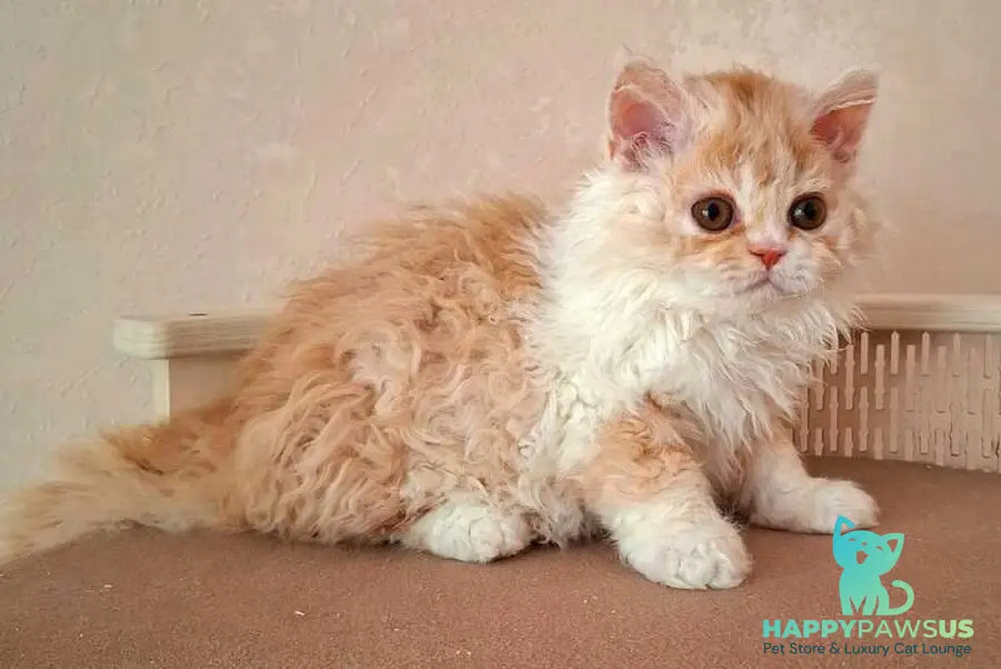 Platosha Selkirk Rex male red bicolour - live animals