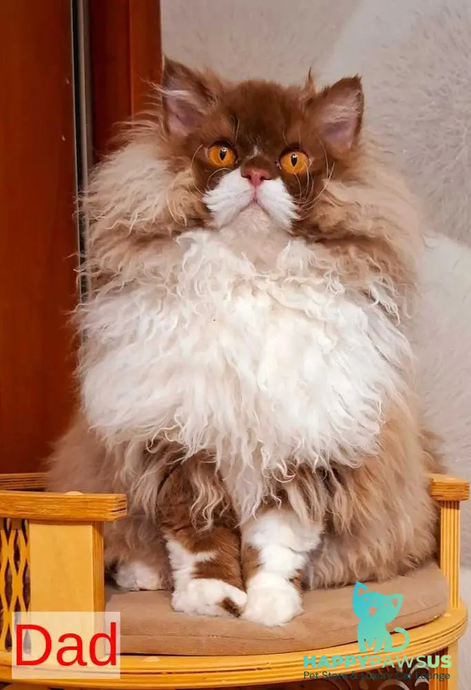Platosha Selkirk Rex male red bicolour - live animals