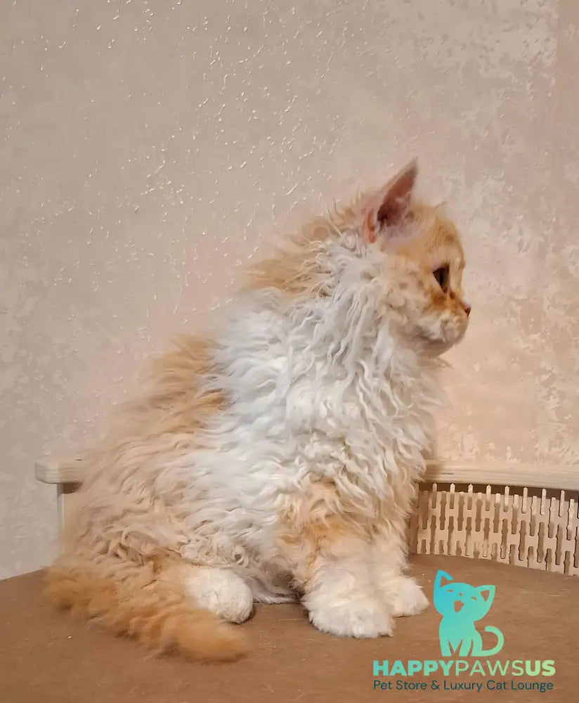 Platosha Selkirk Rex male red silver bicolour - live animals