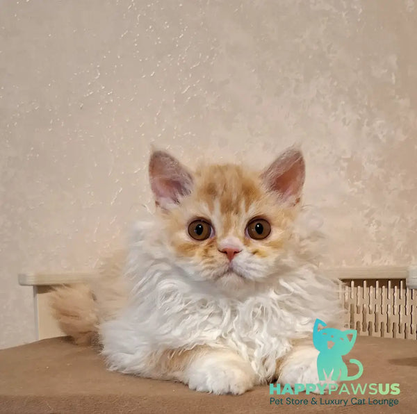 Platosha Selkirk Rex male red silver bicolour - live animals