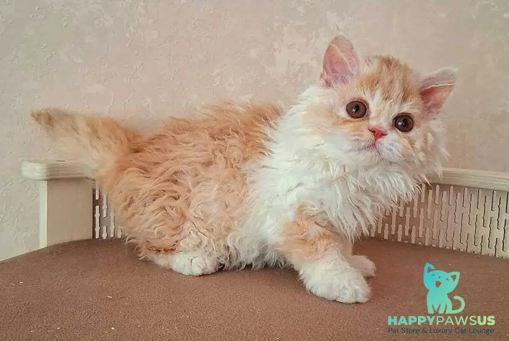 Platosha Selkirk Rex male red bicolour - live animals