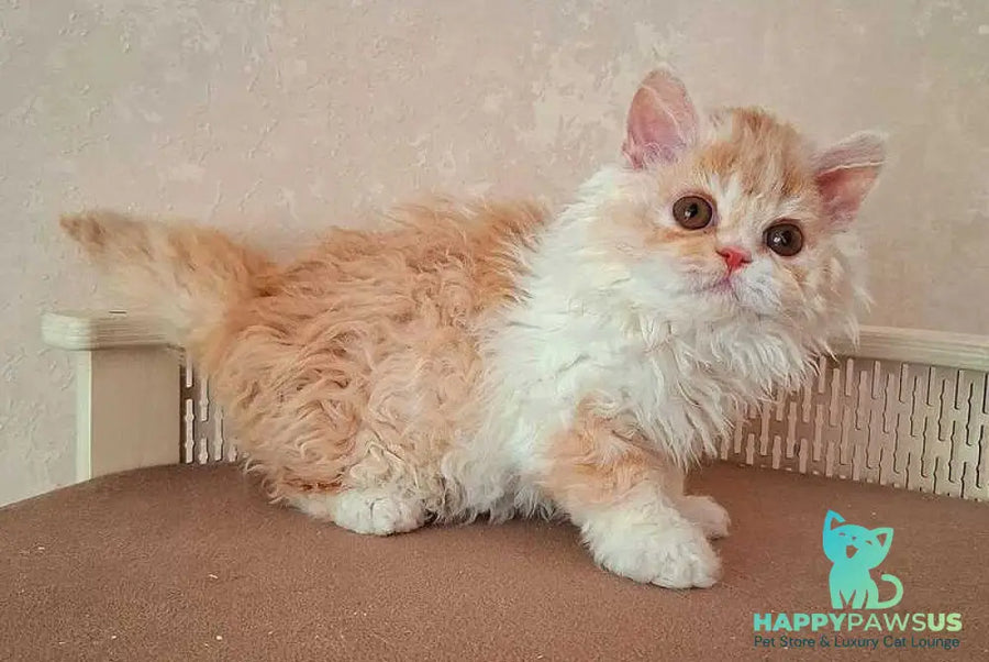 Platosha Selkirk Rex male red bicolour - live animals