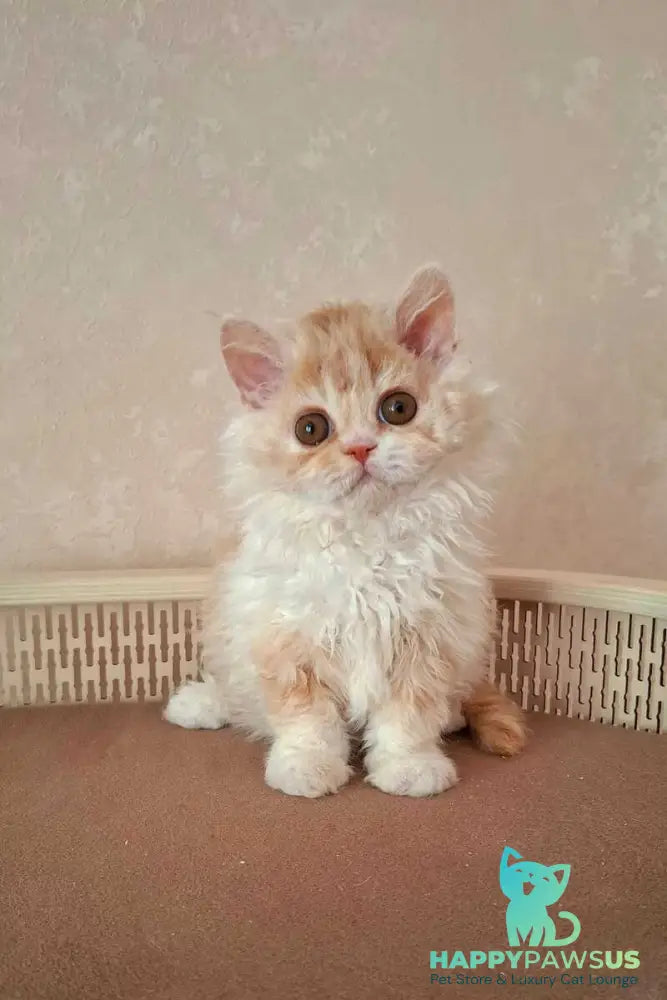 Platosha Selkirk Rex male red bicolour - live animals
