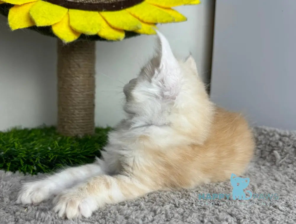 Plomber Maine Coon Male Cream Silver Tabby Live Animals