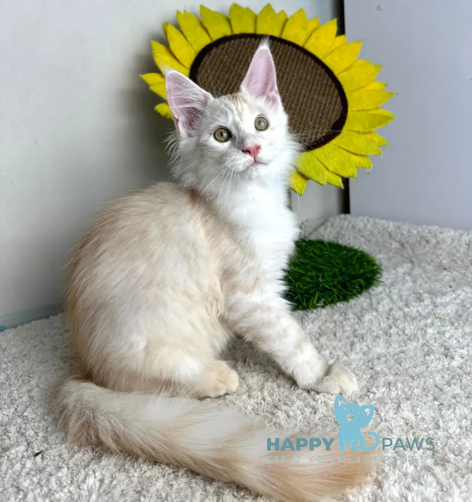 Plomber Maine Coon male cream silver tabby live animals