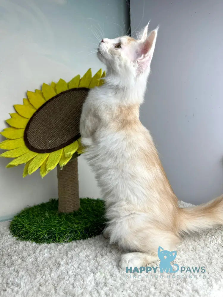 Plomber Maine Coon male cream silver tabby live animals