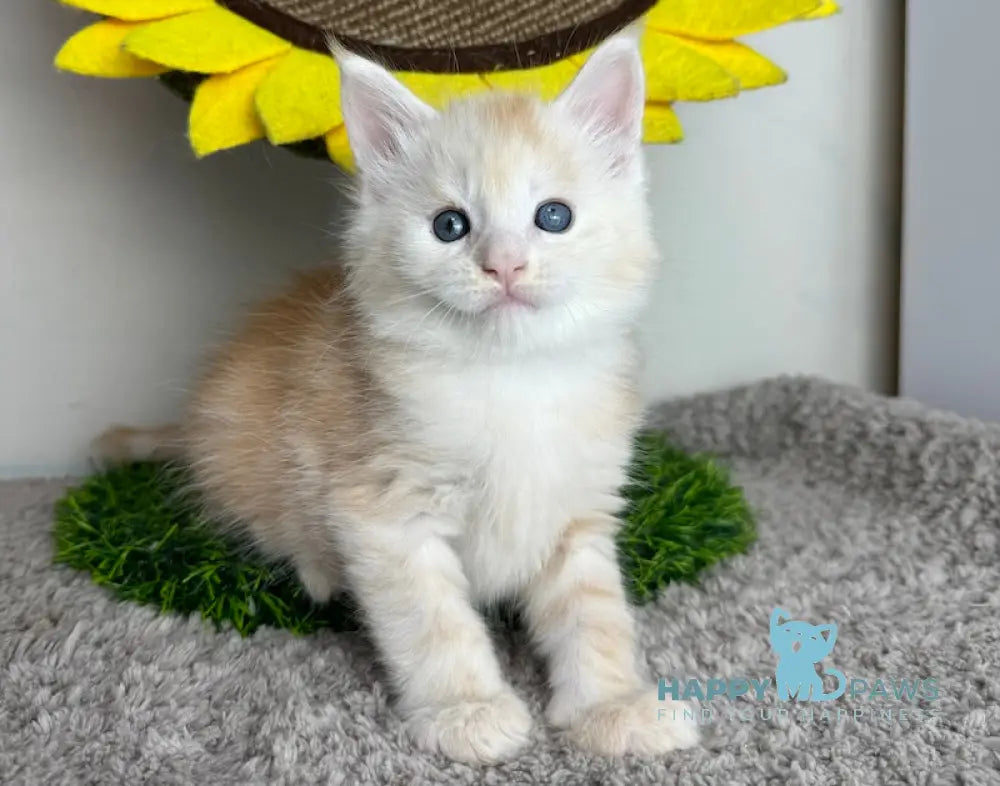 Plomber Maine Coon Male Cream Silver Tabby Live Animals