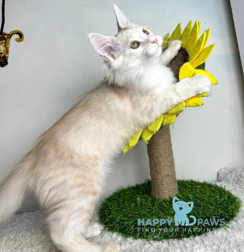 Plomber Maine Coon male cream silver tabby live animals