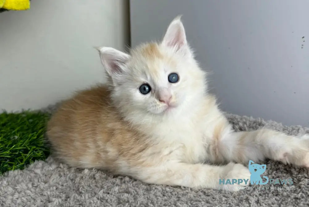 Plomber Maine Coon Male Cream Silver Tabby Live Animals
