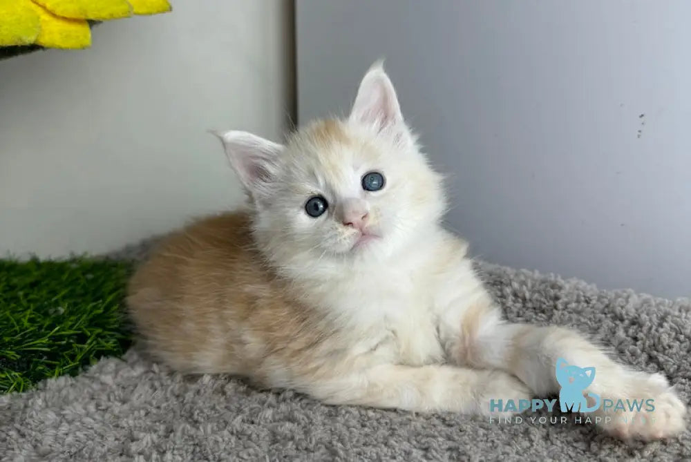 Plomber Maine Coon Male Cream Silver Tabby Live Animals