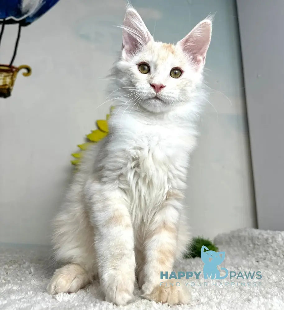Plomber Maine Coon male cream silver tabby live animals
