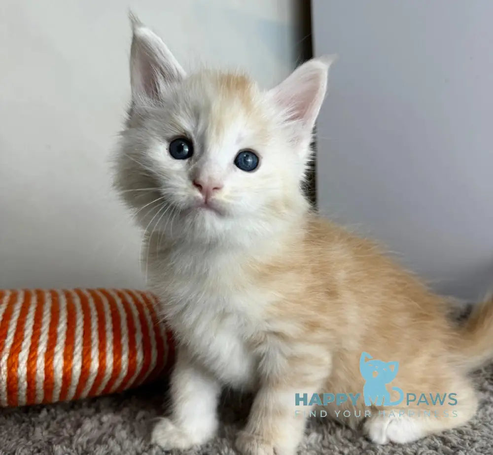 Plomber Maine Coon Male Cream Silver Tabby Live Animals