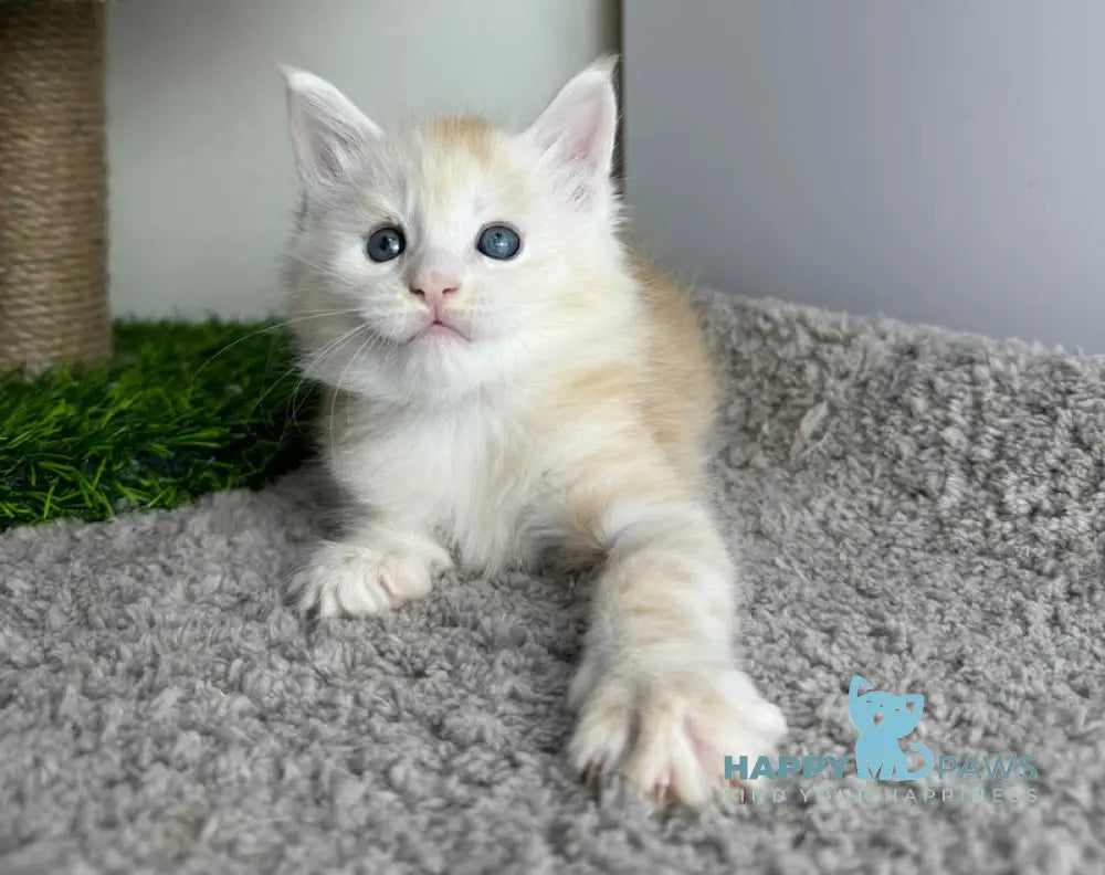 Plomber Maine Coon Male Cream Silver Tabby Live Animals