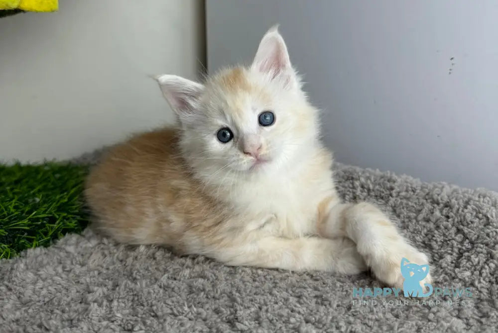 Plomber Maine Coon Male Cream Silver Tabby Live Animals
