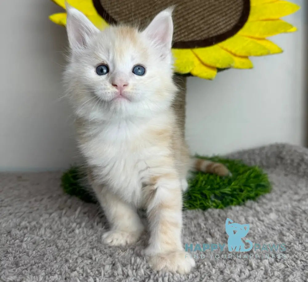 Plomber Maine Coon Male Cream Silver Tabby Live Animals