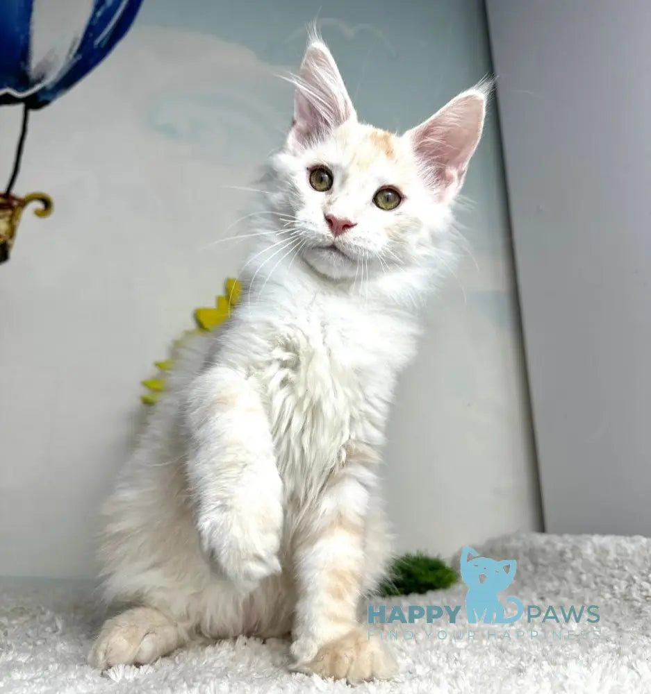Plomber Maine Coon male cream silver tabby live animals