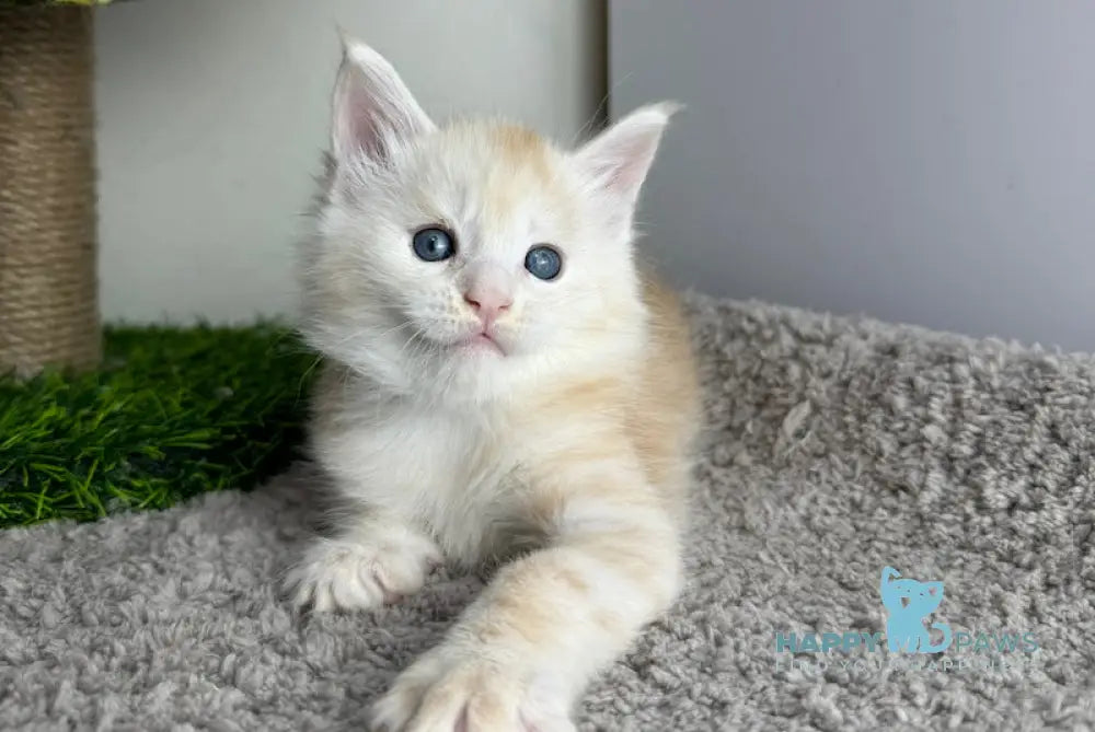 Plomber Maine Coon Male Cream Silver Tabby Live Animals
