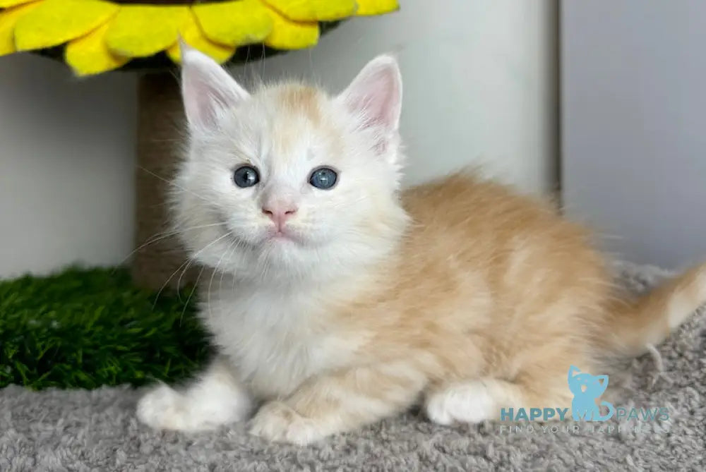 Plomber Maine Coon Male Cream Silver Tabby Live Animals