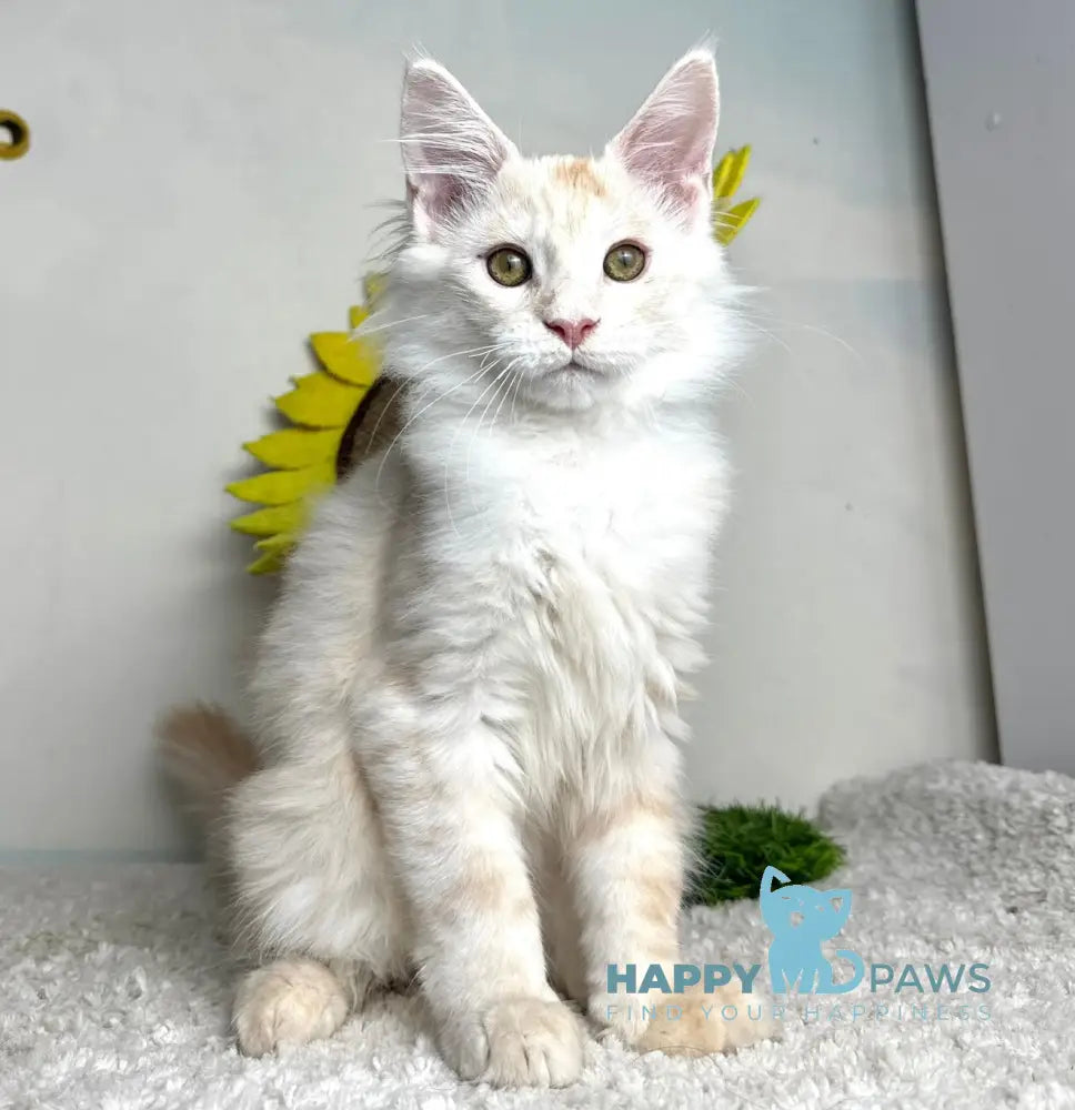 Plomber Maine Coon male cream silver tabby live animals