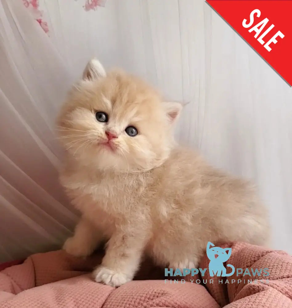 Plush British Longhair male blue golden chinchilla live animals