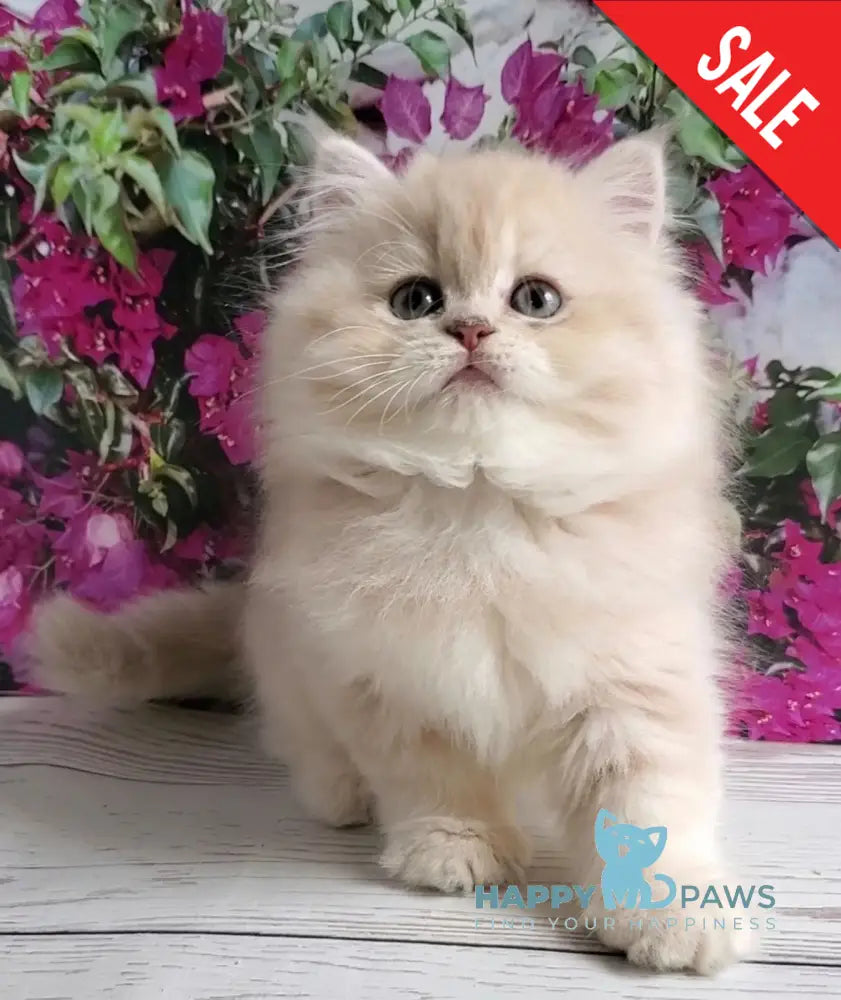 Plush British Longhair male blue golden chinchilla - live animals
