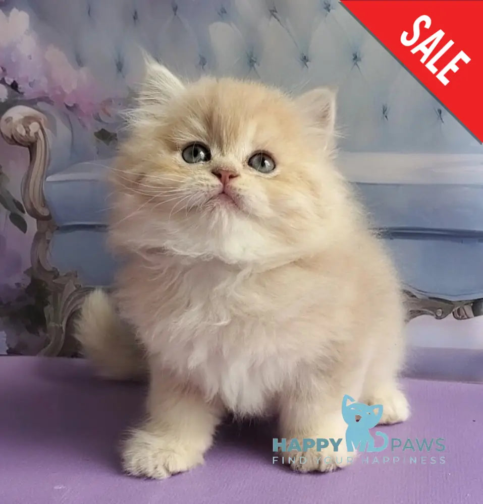 Plush British Longhair male blue golden chinchilla - live animals