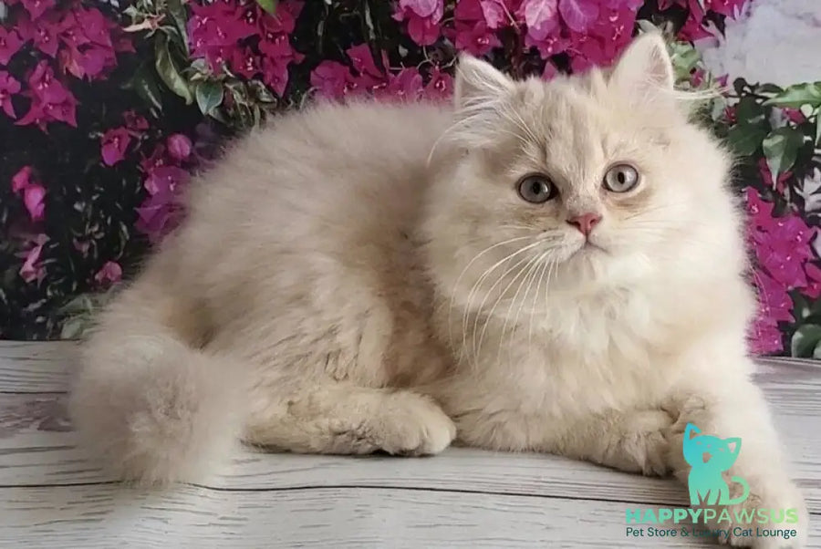 Plush British Longhair male blue golden chinchilla - live animals