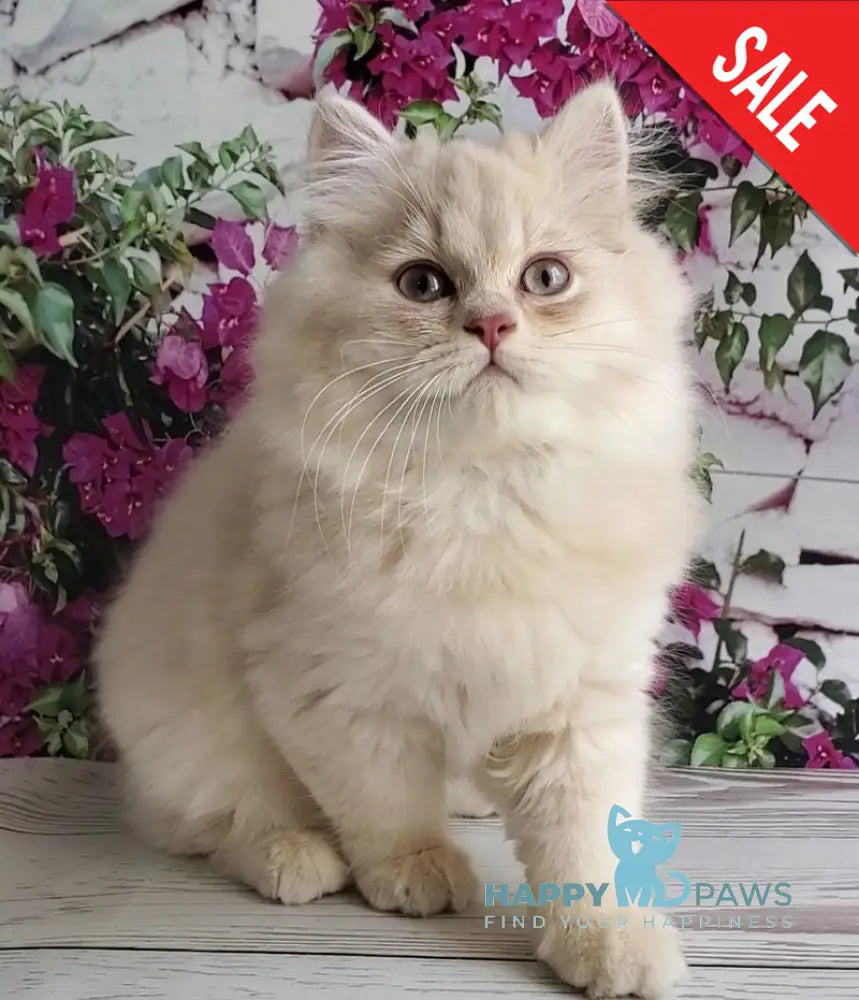Plush British Longhair male blue golden chinchilla - live animals