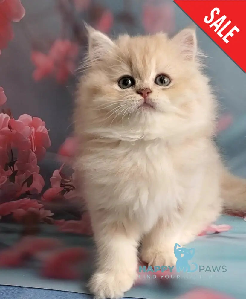 Plush British Longhair male blue golden chinchilla - live animals