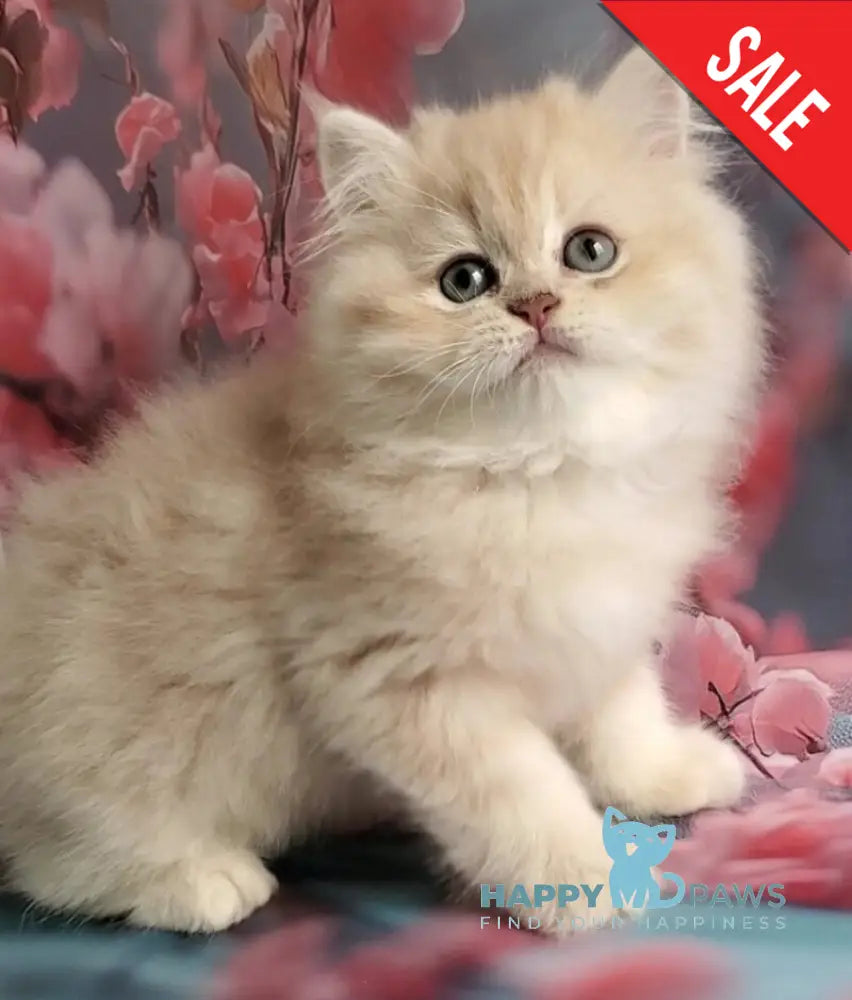 Plush British Longhair male blue golden chinchilla - live animals