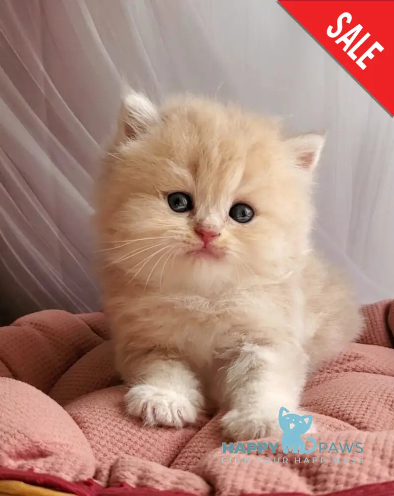 Plush British Longhair male blue golden chinchilla live animals