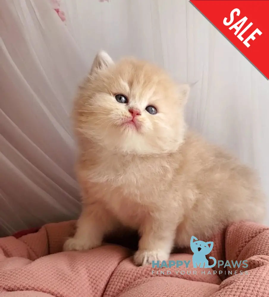 Plush British Longhair male blue golden chinchilla live animals