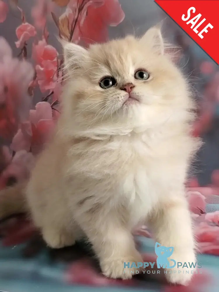 Plush British Longhair male blue golden chinchilla - live animals