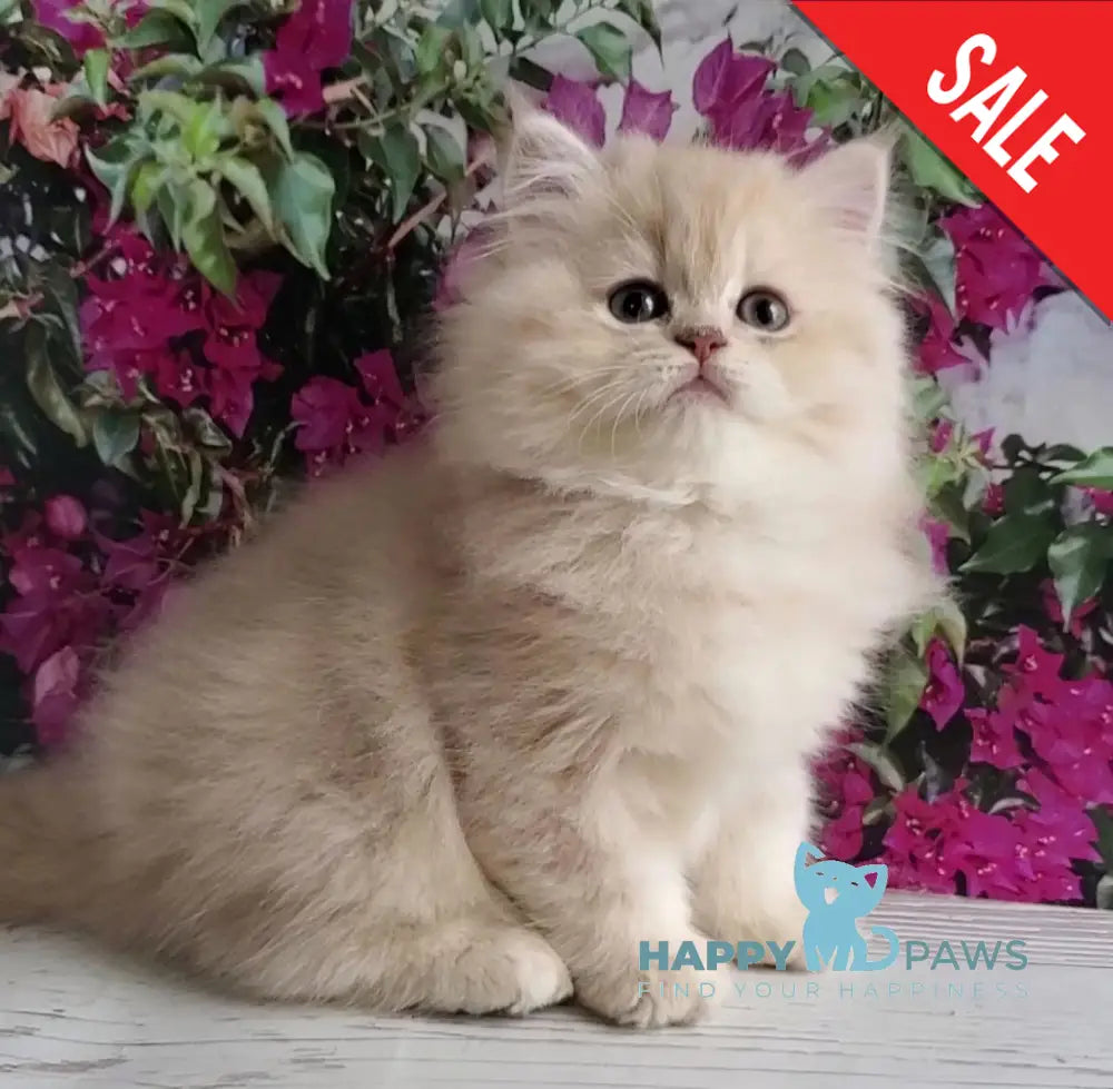 Plush British Longhair male blue golden chinchilla - live animals