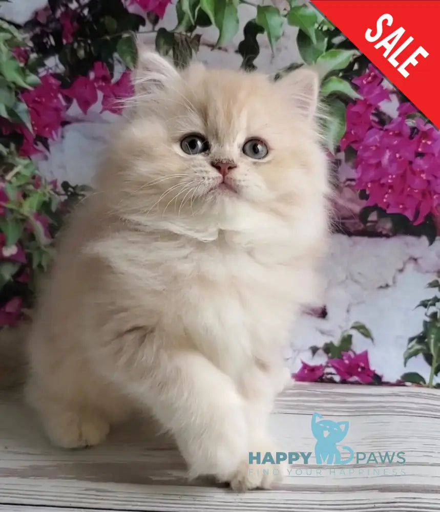 Plush British Longhair male blue golden chinchilla - live animals
