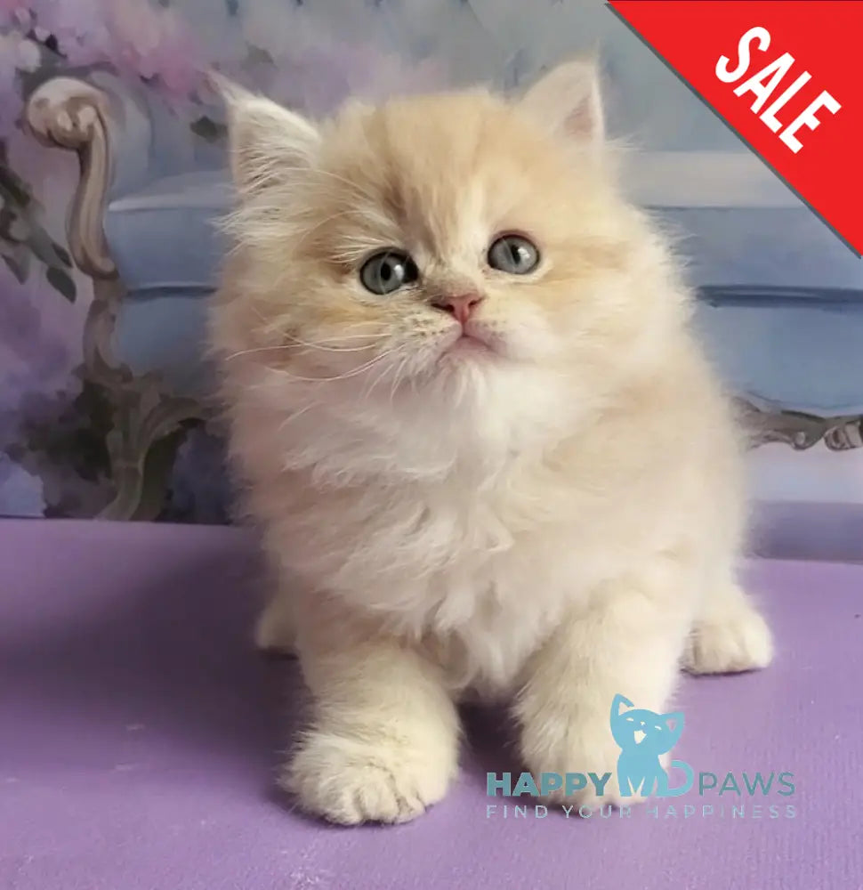 Plush British Longhair male blue golden chinchilla - live animals