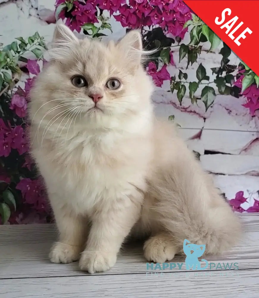 Plush British Longhair male blue golden chinchilla - live animals