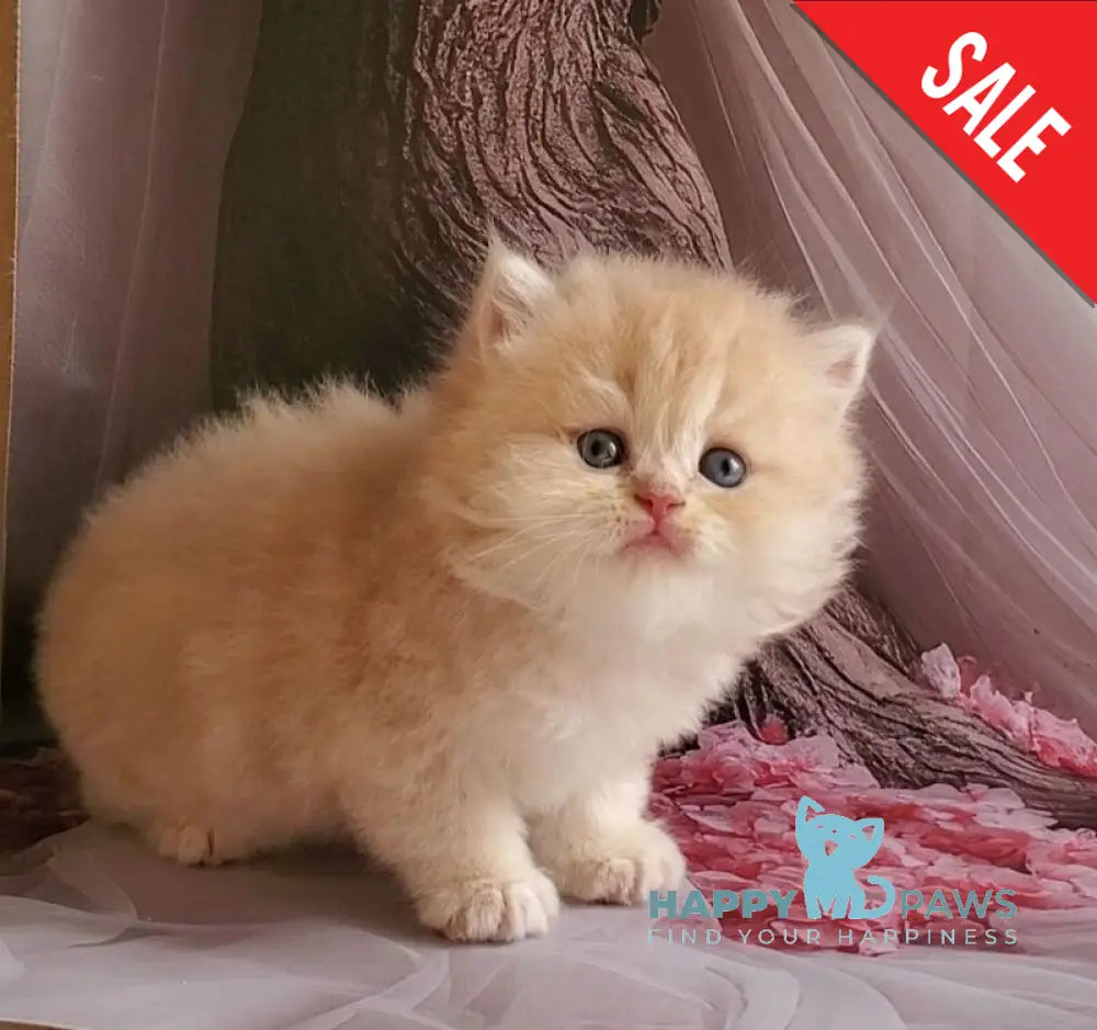 Plush British Longhair male blue golden chinchilla live animals