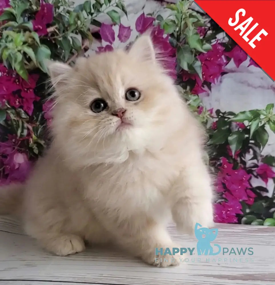 Plush British Longhair male blue golden chinchilla - live animals