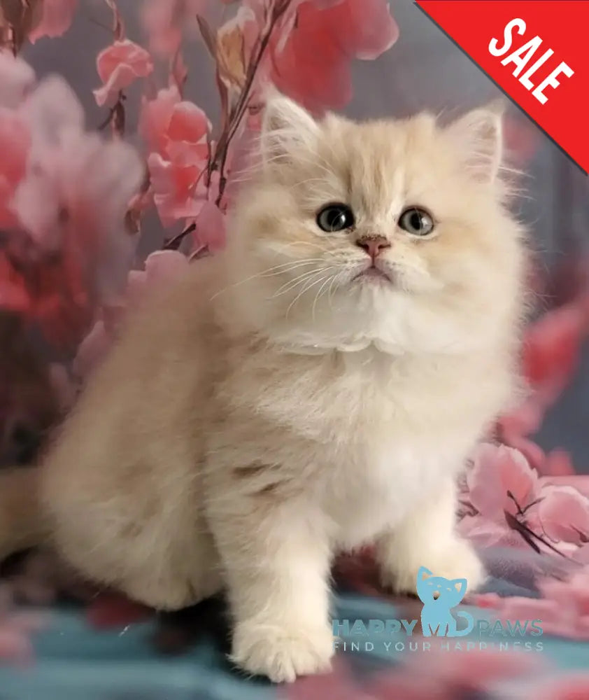 Plush British Longhair male blue golden chinchilla - live animals