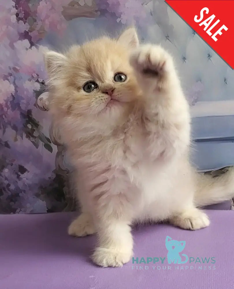 Plush British Longhair male blue golden chinchilla - live animals