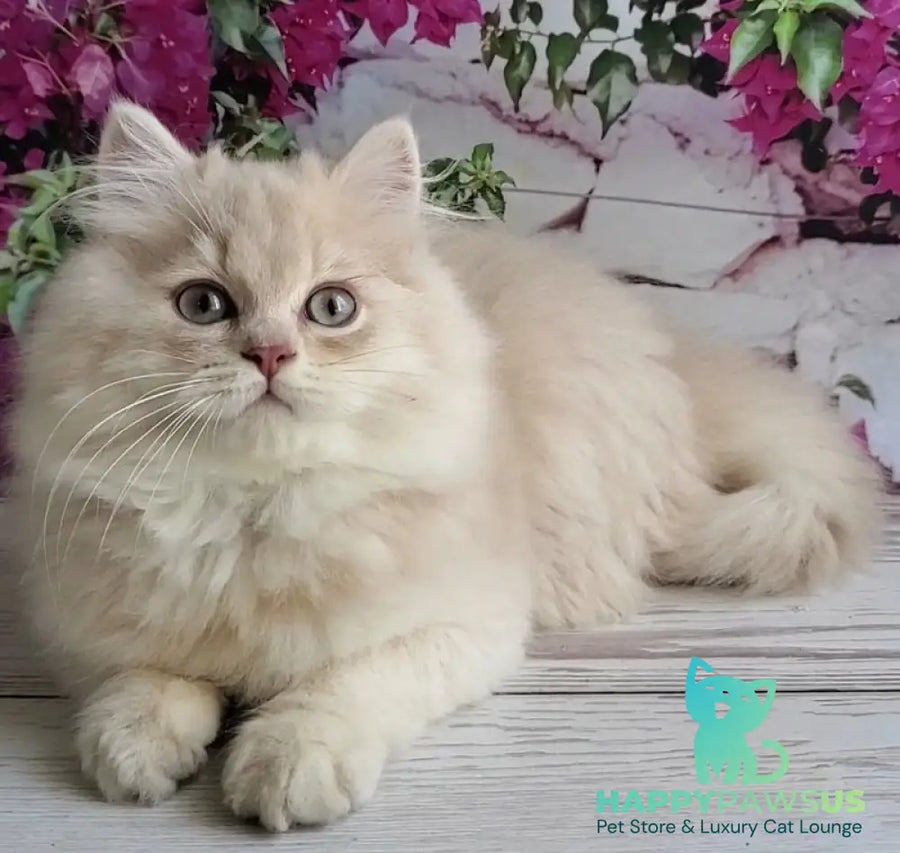 Plush British Longhair male blue golden chinchilla - live animals