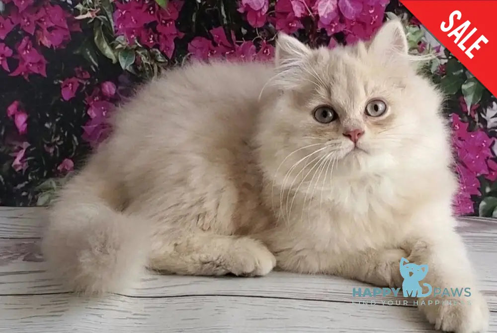 Plush British Longhair male blue golden chinchilla - live animals