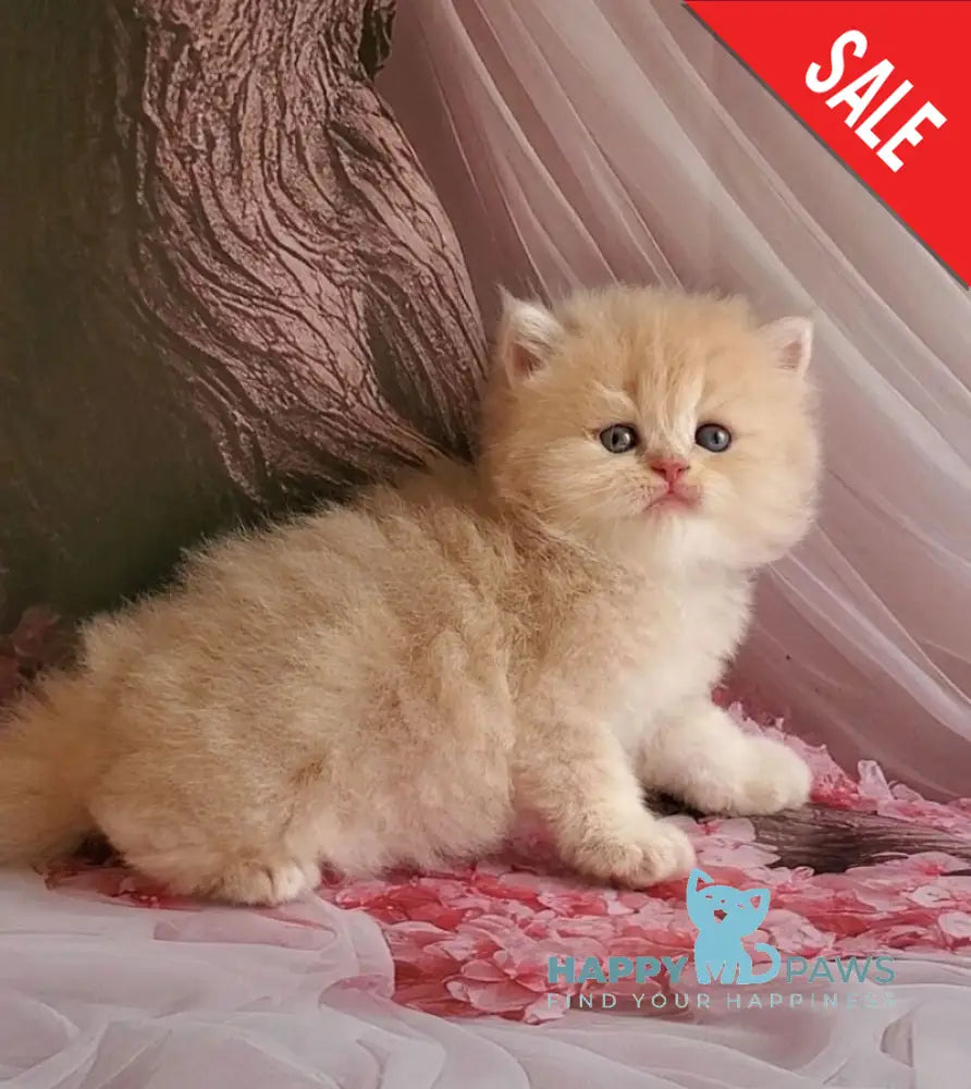 Plush British Longhair male blue golden chinchilla live animals