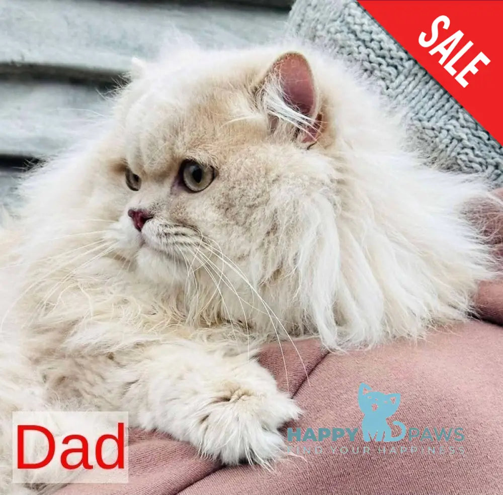 Plush British Longhair male blue golden chinchilla live animals