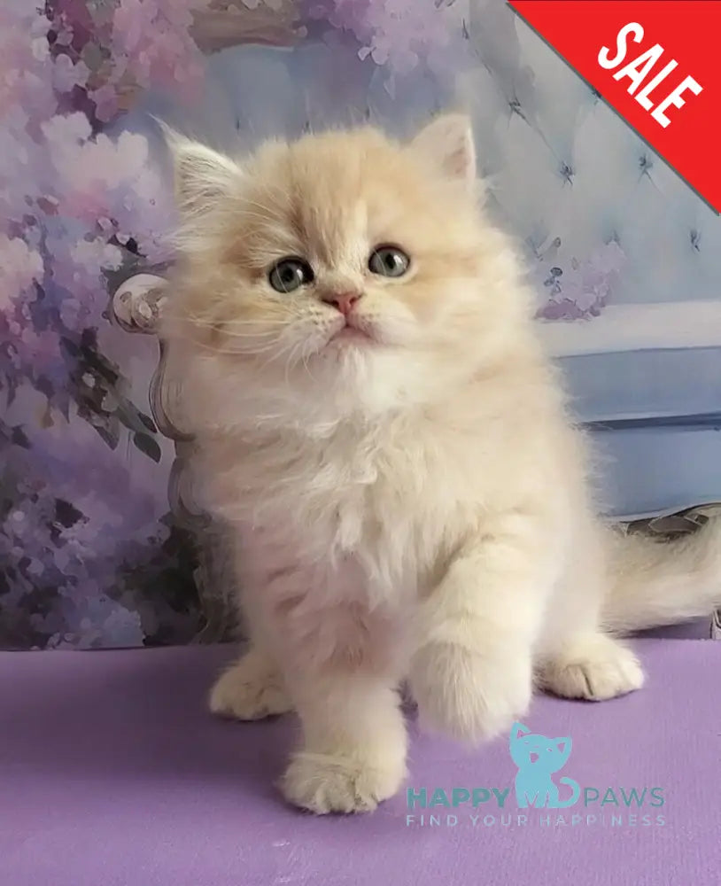 Plush British Longhair male blue golden chinchilla - live animals