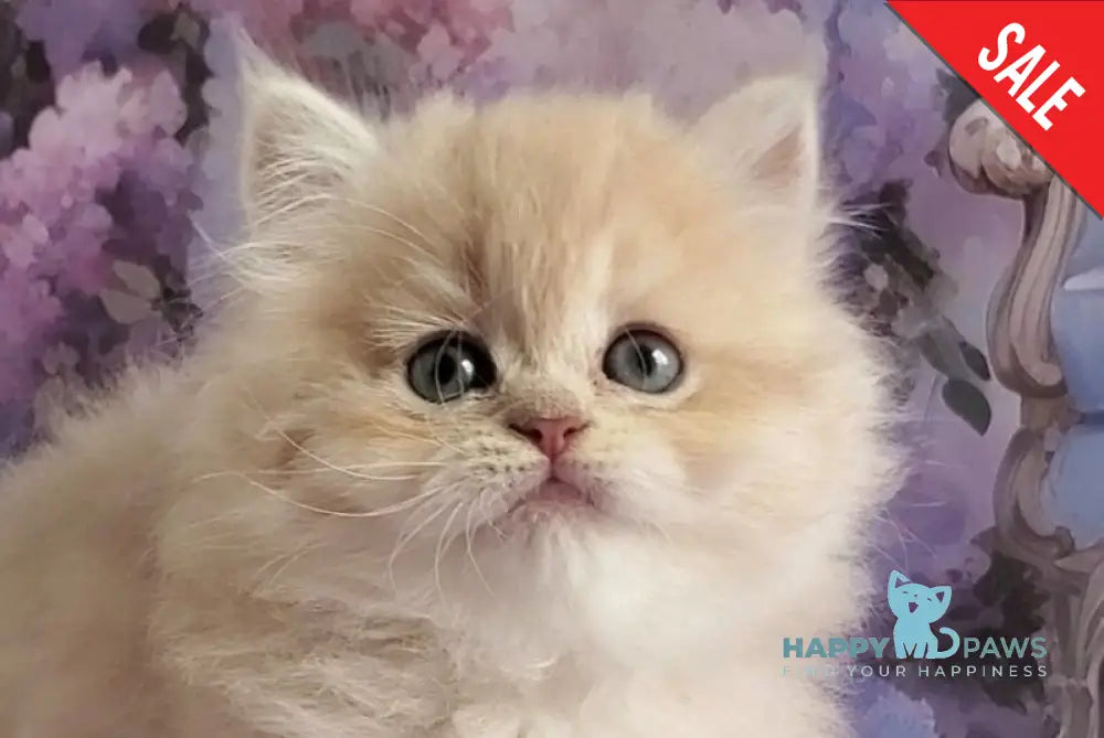 Plush British Longhair male blue golden chinchilla - live animals